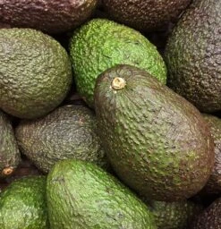 Avocado Seedling Potted In 1 Gallon Pot, 2 Years Old -Cheap Plantly Store Avocado fruits2