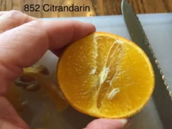 852 Citrandarin- Cold Hardy To 5F! 8 852 Citrandarin- Cold Hardy To 5F! -Cheap Plantly Store B08667D3 EDA5 495E A3F8 77042E904887