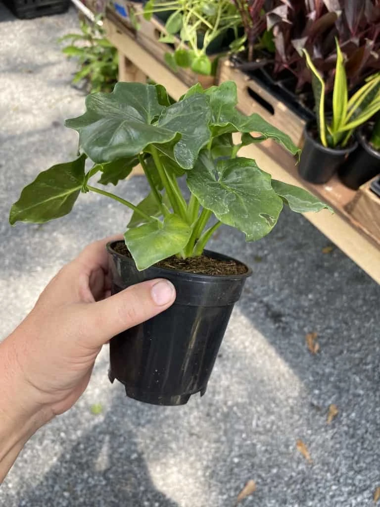 Philodendron Atom Or Thaumatophyllum Bipinnatifidum 4" Pot Live P 7 Philodendron Atom Or Thaumatophyllum Bipinnatifidum 4" Pot Live P - Image 5