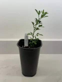 Cheap Plantly Store -Cheap Plantly Store B1CCE45D 71A7 4A90 9C45 4E53DAE6ED03 rotated 1