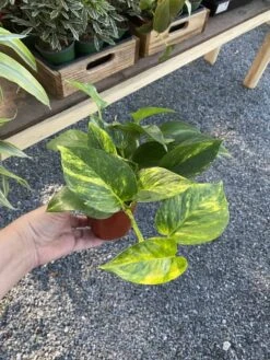 Pothos Or Devil's Ivy Golden Or Hawaiian? 4 Inch Pot Live Plant 15 Pothos Or Devil's Ivy Golden Or Hawaiian? 4 Inch Pot Live Plant -Cheap Plantly Store B2AB6885 4730 409E B685 25E9D7C1908B 1 105 c