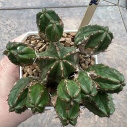 EUPHORBIA HANDIENSIS -Cheap Plantly Store B3B23E90 56C7 4968 9520 6E5EE64098E8
