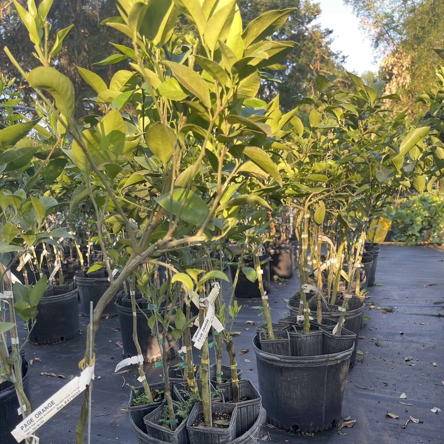 Page Orange Grafted Citrus Tree. 3 Feet Tall. Free Shipping 4 Page Orange Grafted Citrus Tree. 3 Feet Tall. Free Shipping - Image 2