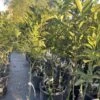 Vernia Orange Grafted Citrus Tree. 3 Feet Tall. Free Shipping -Cheap Plantly Store B43A832E F956 44AC B361 420AD75B9EB8 rotated 1