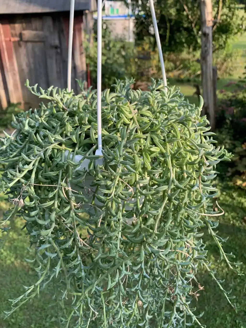 String Of Dolphins 3 String Of Dolphins