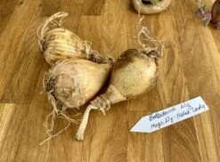 Lily Spider Belladonna Or Magic Lily Naked Lady 12 Lily Spider Belladonna Or Magic Lily Naked Lady -Cheap Plantly Store B91848C7 8C8A 4753 9E7C C5F9B93D529F 1 105 c