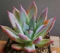 Star Burst -Cheap Plantly Store B94E6E26 A6EE 4F20 8E38 64CB0638599E