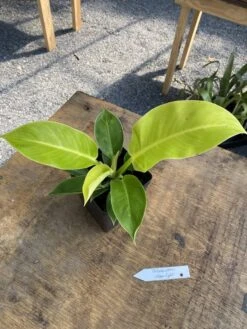 Philodendron Moonlight 2.5 Inch Tall Pot Starter Plant -Cheap Plantly Store B9E6D133 E432 4857 A03C 6721E733DFDF 1 105 c