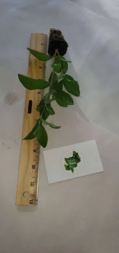 Malpighia Emarginata Barbados Cherry- Acerola Cherry- 2-Starter Plants 8 Malpighia Emarginata Barbados Cherry- Acerola Cherry- 2-Starter Plants -Cheap Plantly Store BARBADOS 8 2