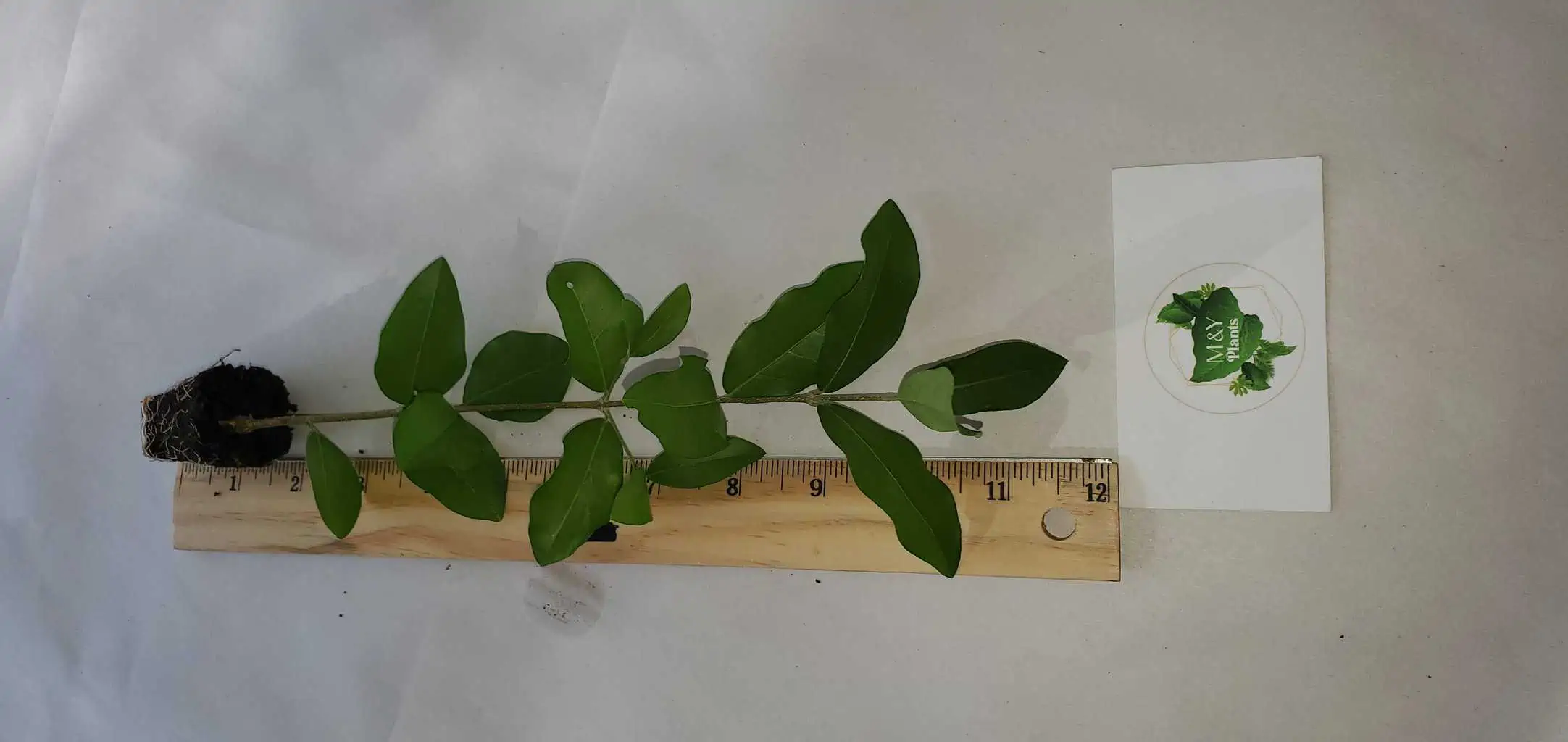 Malpighia Emarginata Barbados Cherry- Acerola Cherry- 2-Starter Plants 3 Malpighia Emarginata Barbados Cherry- Acerola Cherry- 2-Starter Plants