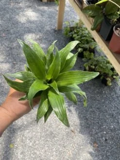 Dracaena Or Dragon Tree Janet Craig Compacta 4 Inch Tall Pot Live -Cheap Plantly Store BBDA9AD5 859D 4F36 ACC2 D37EC94D55CC 1 105 c