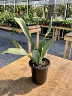 Sansevieria Or Snake Plant Moonshine 4” Pot Live Plant -Cheap Plantly Store BCF97926 9330 4B92 B397 DD22F62AB716 1 201 a
