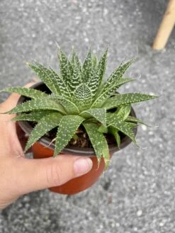 Aloe Aristata Or Lace Aloe 3 Inch Pot Hybrid Aloe Live Starter Pl -Cheap Plantly Store BD19FD2E C477 49BC 9B08 D9558F35927E 1 105 c