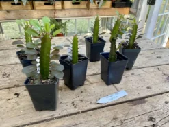 African Milk Tree Or Euphorbia Trigona Rubra Red Live Starter Suc -Cheap Plantly Store BD8970DF 27FA 4C2E 8B6A C51E902066B1 1 201 a