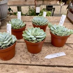 Echeveria Secunda Succulent Blue 4" Pot Live Plant