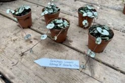 String Of Hearts Ceropegia Woodii Green 2" Pot Live Plant -Cheap Plantly Store BF0EDF6B DFEC 4C06 8AD8 BE0B01C9337F 1 201 a