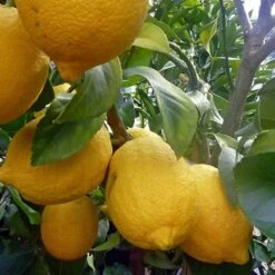 Ponderosa Lemon Grafted Tree 3 Feet Tall. Free Shipping 7 Ponderosa Lemon Grafted Tree 3 Feet Tall. Free Shipping -Cheap Plantly Store BFCF1E9E C160 4C30 A5F6 38B8626D119E