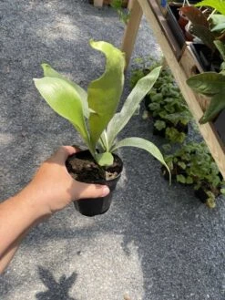 Fern Staghorn Or Platycerium Bifurcatum Netherlands 4 Inch Pot Live Plant 20 Fern Staghorn Or Platycerium Bifurcatum Netherlands 4 Inch Pot Live Plant -Cheap Plantly Store BFE40509 4454 4B2B B598 525AA86AF3FE 1 105 c