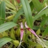 Bulb Biflorum 2" 2 Bulb Biflorum 2" -Cheap Plantly Store BULB