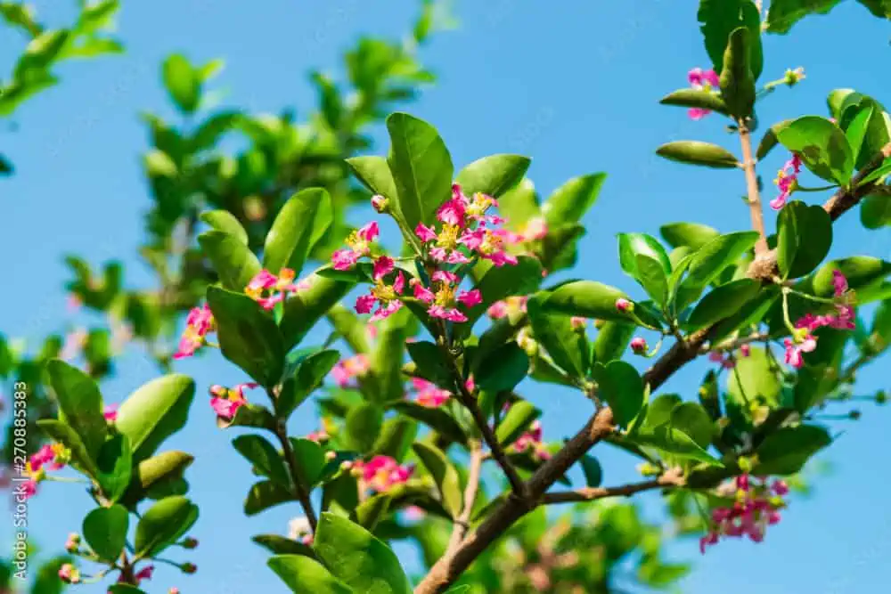 Malpighia Emarginata Barbados Cherry- Acerola Cherry- 2-Starter Plants 4 Malpighia Emarginata Barbados Cherry- Acerola Cherry- 2-Starter Plants - Image 2