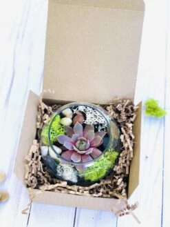 Mini Succulent Terrarium Kit -Cheap Plantly Store Basic Terrarium