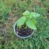 Live Basil Plant -Cheap Plantly Store Basil Plant rotated 1