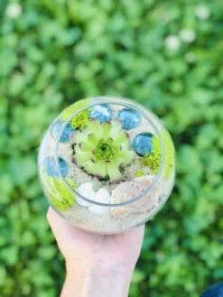 Mini Succulent Terrarium Kit -Cheap Plantly Store Beach Terrarium