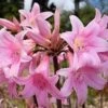 Lily Spider Belladonna Or Magic Lily Naked Lady -Cheap Plantly Store Belladonna