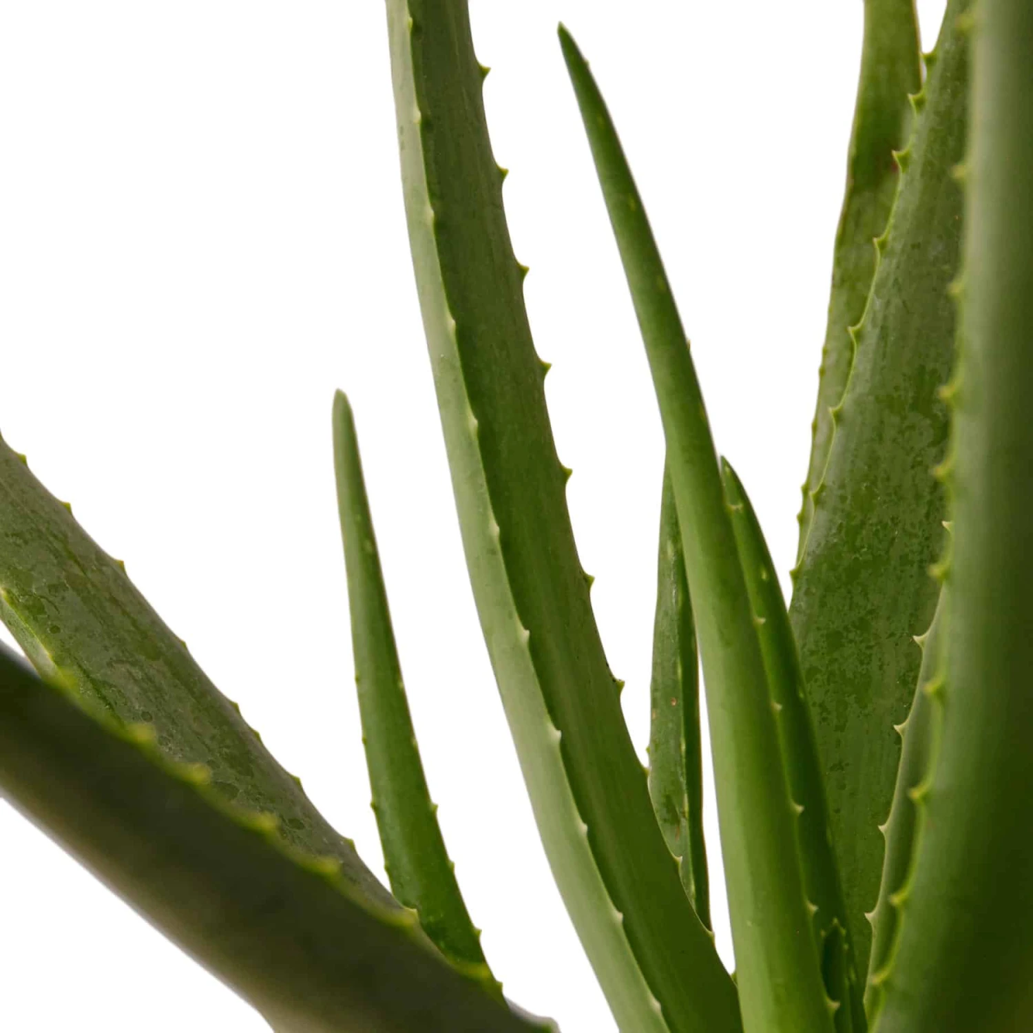 Aloe Vera Plant | Easy-to-Grow Succulent Plant | 6-inch Pot 4 Aloe Vera Plant | Easy-to-Grow Succulent Plant | 6-inch Pot - Image 2