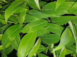 Musa |Blue Java| Ice Cream| Banana Starter Plant