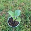 Live Broccoli Plant -Cheap Plantly Store Broccoli Plant rotated 1