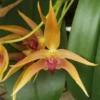 Rare Bulbophyllum Frank Smith Comes In 2" Pot -Cheap Plantly Store Bulb. Framk Smith SVO HCC