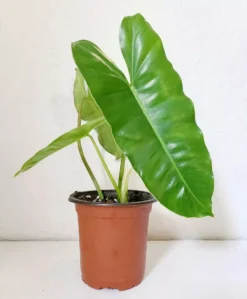 Philodendron Burle Marx