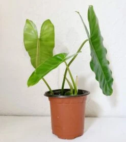 Philodendron Burle Marx -Cheap Plantly Store Burl Marx1