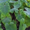 Colocasia "Pharoah's Mask", Elephant Ears -Cheap Plantly Store C PharaohMask