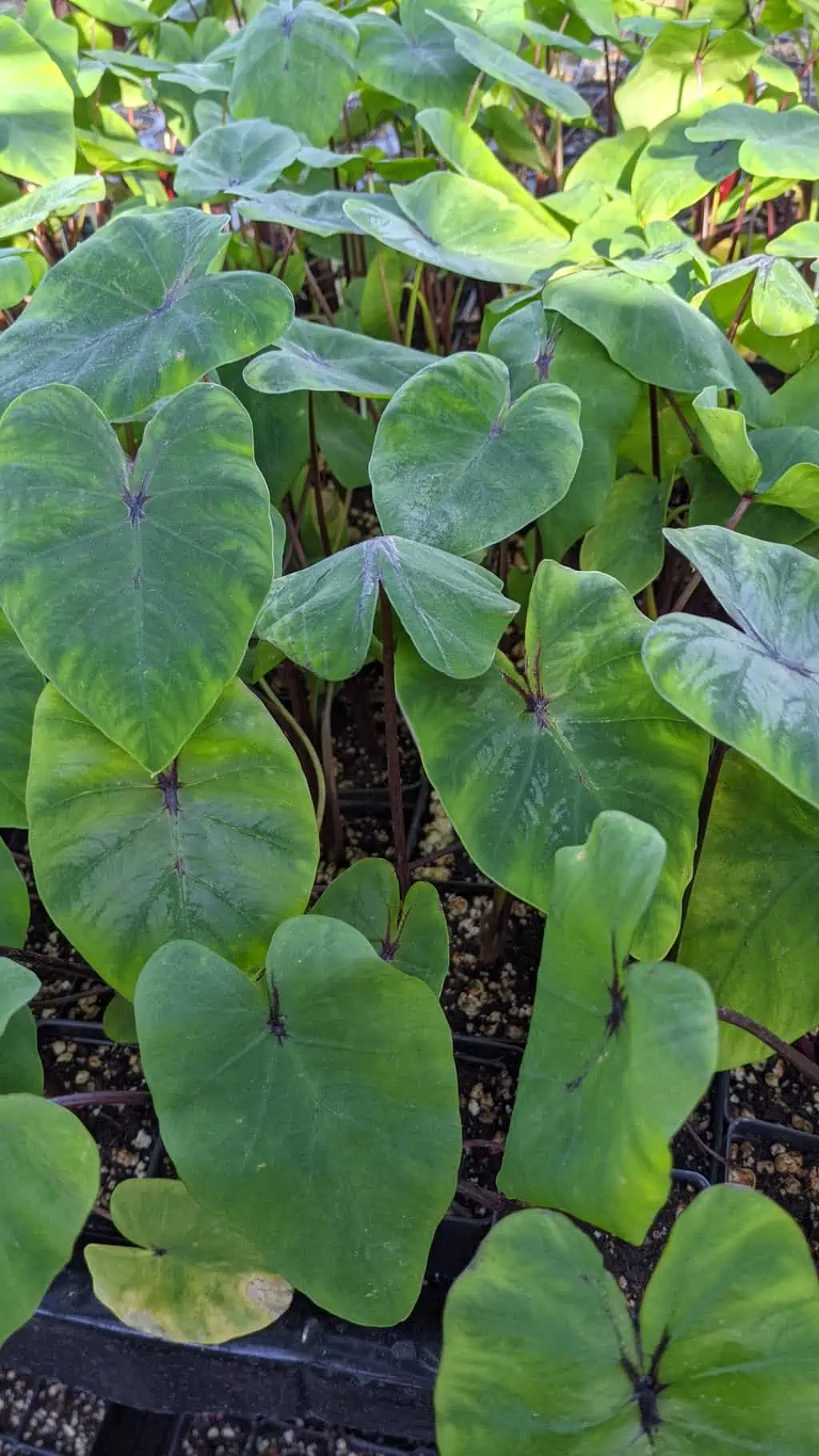 Colocasia "Pharoah's Mask", Elephant Ears 3 Colocasia "Pharoah's Mask", Elephant Ears
