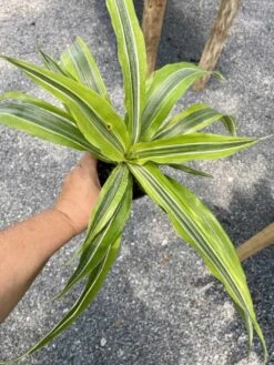Dracaena Deremensis Or Dragon Tree Lemon Surprise 4 Inch Pot Live Plant 21 Dracaena Deremensis Or Dragon Tree Lemon Surprise 4 Inch Pot Live Plant -Cheap Plantly Store C1DB80F9 21B1 4616 BD75 7F422CC20CAA 1 105 c