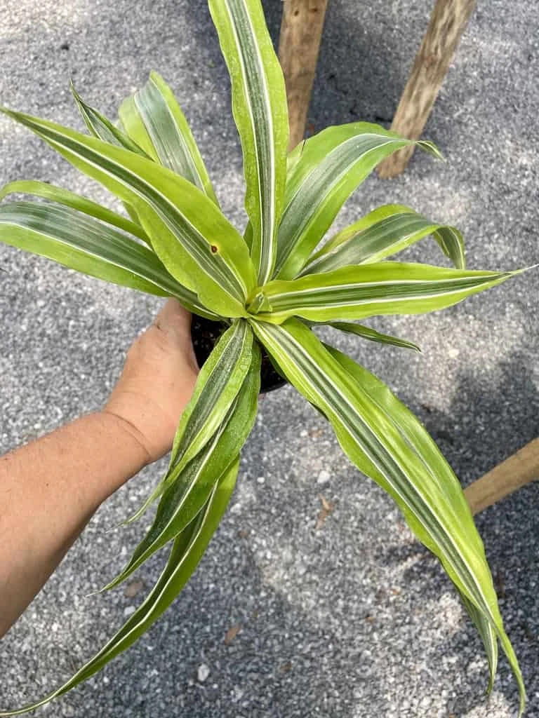 Dracaena Deremensis Or Dragon Tree Lemon Surprise 4 Inch Pot Live Plant 11 Dracaena Deremensis Or Dragon Tree Lemon Surprise 4 Inch Pot Live Plant - Image 9