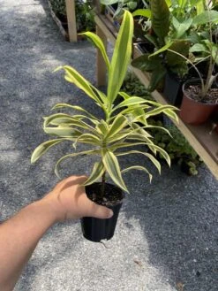Dracaena Song Of India 4" Pot Live Plant -Cheap Plantly Store C28D6B10 DB00 4CBA 848D 3CE64F3F90F7 1 105 c