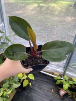 Philodendron Imperial Red 4 Inch Pot| Starter Plant -Cheap Plantly Store C452230E 6804 46DB 91EC 98B4F9A55982 1 105 c 1