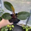 Philodendron Imperial Red 4 Inch Pot| Starter Plant 1 Philodendron Imperial Red 4 Inch Pot| Starter Plant -Cheap Plantly Store C452230E 6804 46DB 91EC 98B4F9A55982 1 105 c