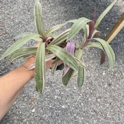 Oyster Plant Tradescantia Spathacea Moses In The Cradle 4" Pot Li -Cheap Plantly Store C4822E10 1B39 47FB 9EC0 ABD9AFB908E3 1 201 a