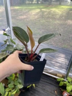 Philodendron Imperial Red 4 Inch Pot| Starter Plant -Cheap Plantly Store C6481F3E C2A2 4D26 A54E F188FF914C04 1 105 c