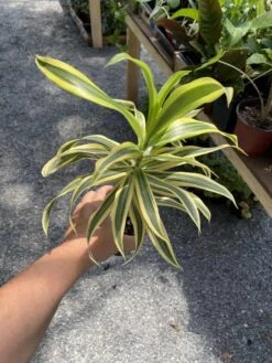 Dracaena Song Of India 4" Pot Live Plant -Cheap Plantly Store C6710893 F8A9 4742 9298 808CC60FD698 1 105 c