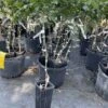White Grapefruit Citrus Tree 3 Feet Tall. Free Shipping 2 White Grapefruit Citrus Tree 3 Feet Tall. Free Shipping -Cheap Plantly Store C674BFFB DBAE 4AB0 91BD 27FE88A82F4C rotated 1