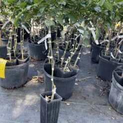 White Grapefruit Citrus Tree 3 Feet Tall. Free Shipping