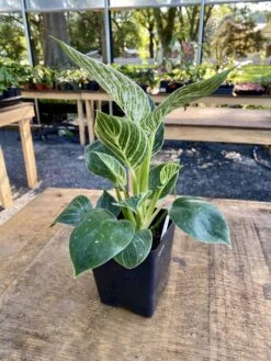 Philodendron Birkin 4 Inch Tall Pot Live Plant Variegated Houseplant -Cheap Plantly Store C718ECAC 2CF8 45FD B5A0 16693D630B79 1 201 a