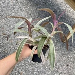 Oyster Plant Tradescantia Spathacea Moses In The Cradle 4" Pot Li -Cheap Plantly Store C76693A5 DAA2 44A0 9AF1 F7AFB2A23D37 1 201 a