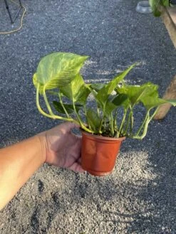 Pothos Or Devil's Ivy Golden Or Hawaiian? 4 Inch Pot Live Plant 17 Pothos Or Devil's Ivy Golden Or Hawaiian? 4 Inch Pot Live Plant -Cheap Plantly Store C86228E4 0AB6 4DFA A002 A8232845BA4D 1 105 c