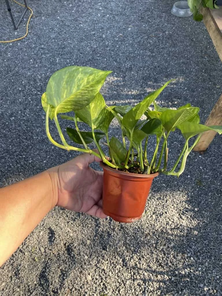 Pothos Or Devil's Ivy Golden Or Hawaiian? 4 Inch Pot Live Plant 7 Pothos Or Devil's Ivy Golden Or Hawaiian? 4 Inch Pot Live Plant - Image 5